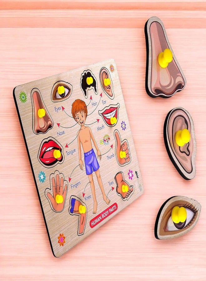 Stylbase Educational Toys Wooden Blocks Puzzle Kids Game | Interactive Learning Kids Toys for 2 - 5 Years Boy & Girls Toy Ideal for Birthday Gift (Human Body Parts) - Image 2